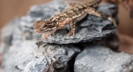 Will your bearded dragon lay eggs?